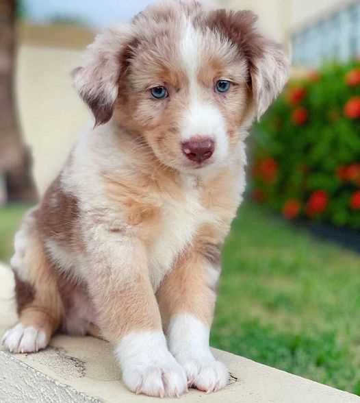Australian Shepherd For Sale In Bangalore