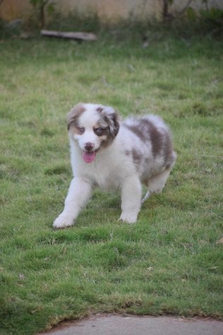 Australian Shepherd For Sale In Pune