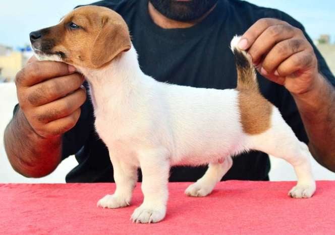 Jack Russell Terrier For Sale In Ahmedabad