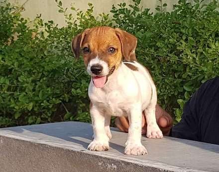 Jack Russell Terrier For Sale In Ahmedabad
