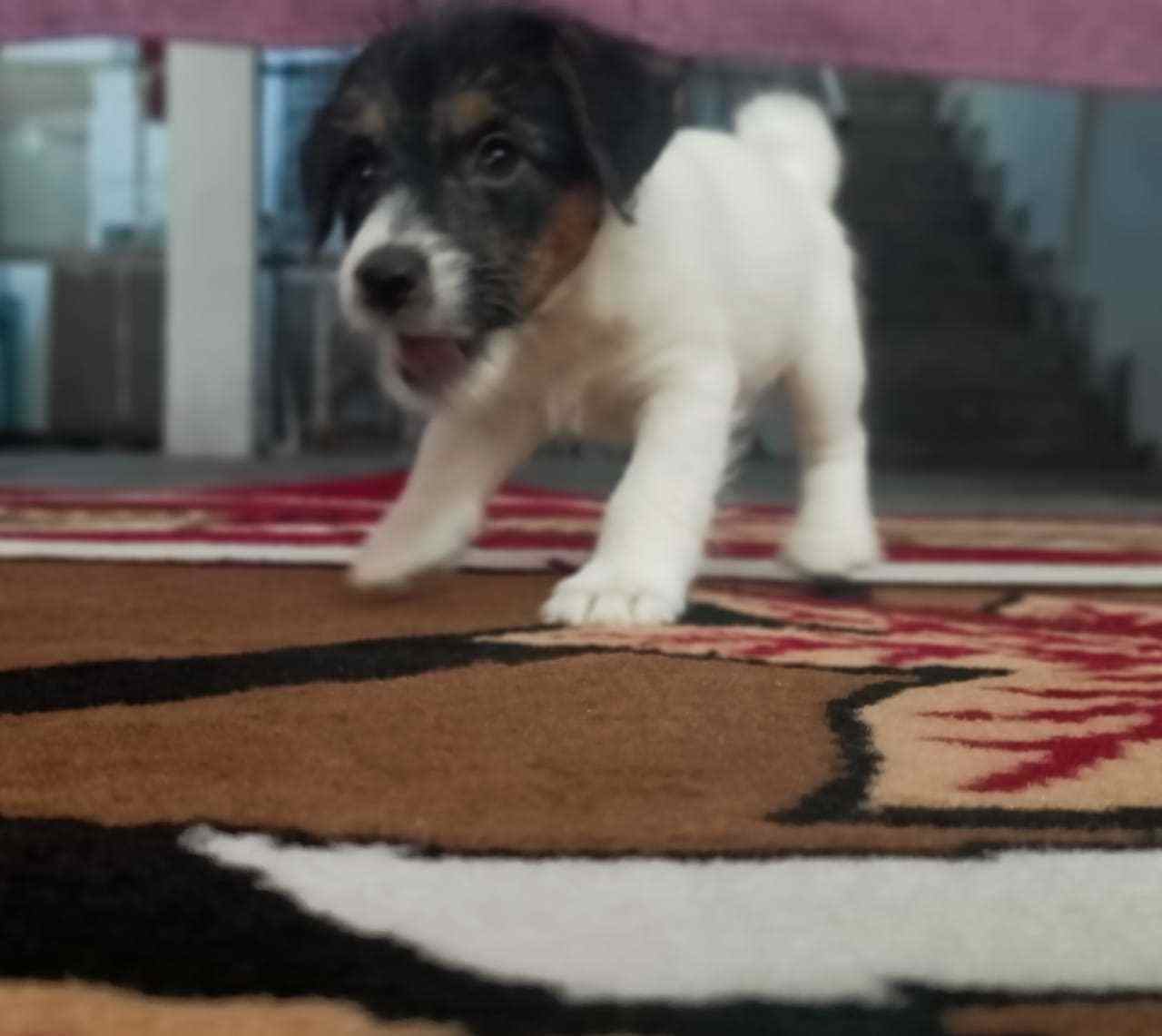 Jack Russell Terrier For Sale In Ahmedabad