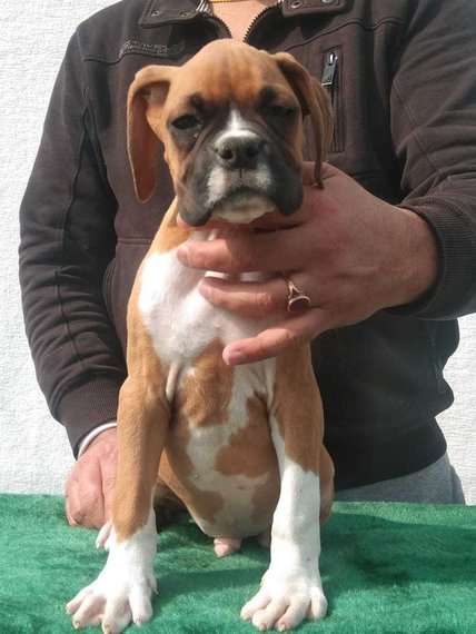 Boxer For Sale In Ahmedabad