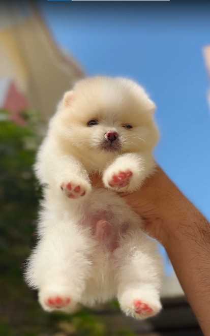 Toy Pom For Sale In Pune