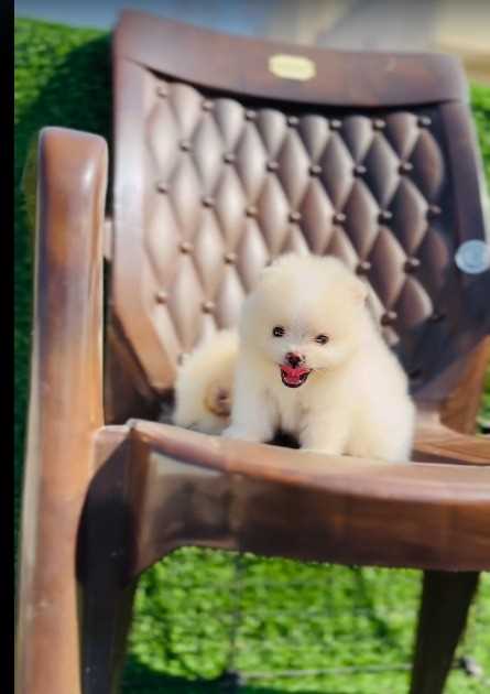 Toy Pom For Sale In Pune