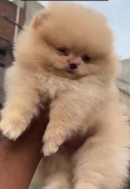 Toy Pom For Sale In Pune