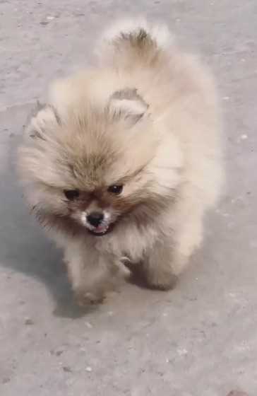 Toy Pom For Sale In Ahmedabad