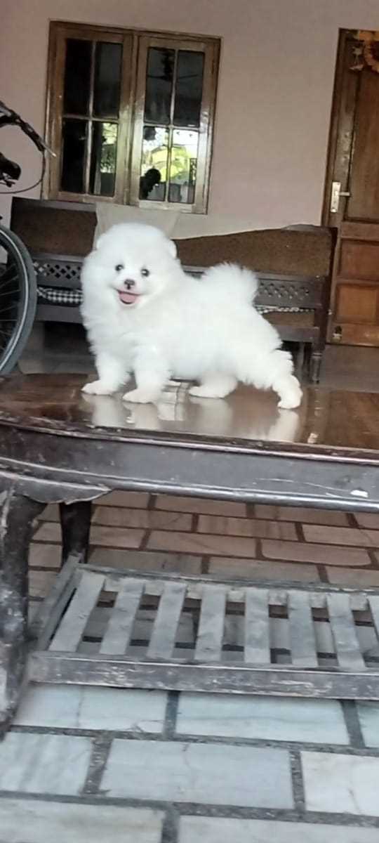 Toy Pom For Sale In Ahmedabad