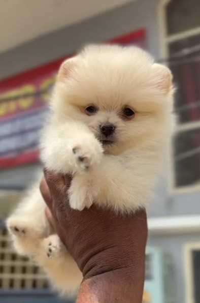Toy Pom For Sale In Ahmedabad