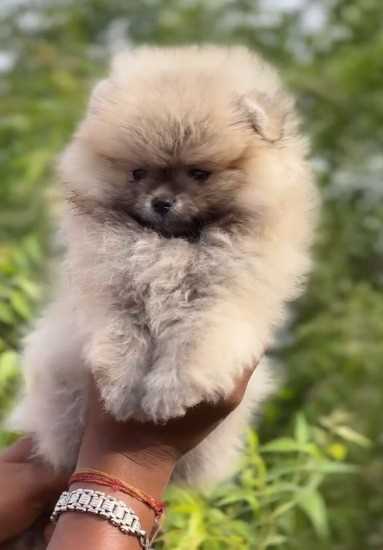 Toy Pom For Sale In Coimbatore