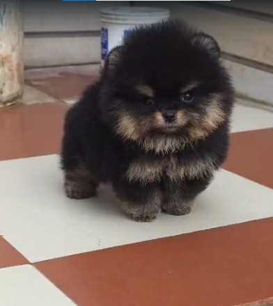 Toy Pom For Sale In Coimbatore