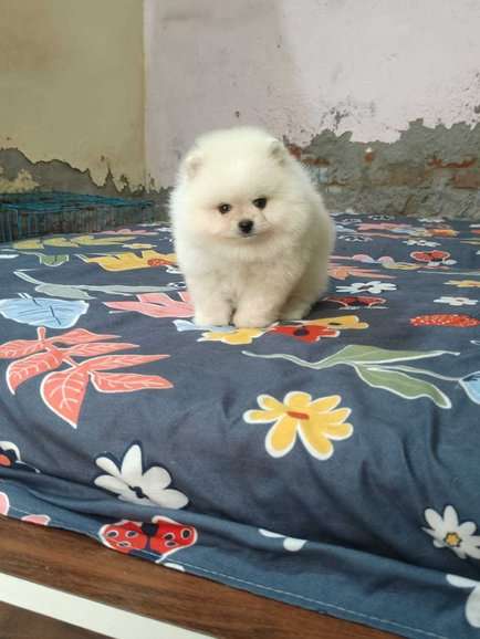 Toy Pom For Sale In Bhopal