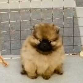 Toy Pom For Sale In Bhopal