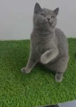 British Shorthair For Sale In Jaipur