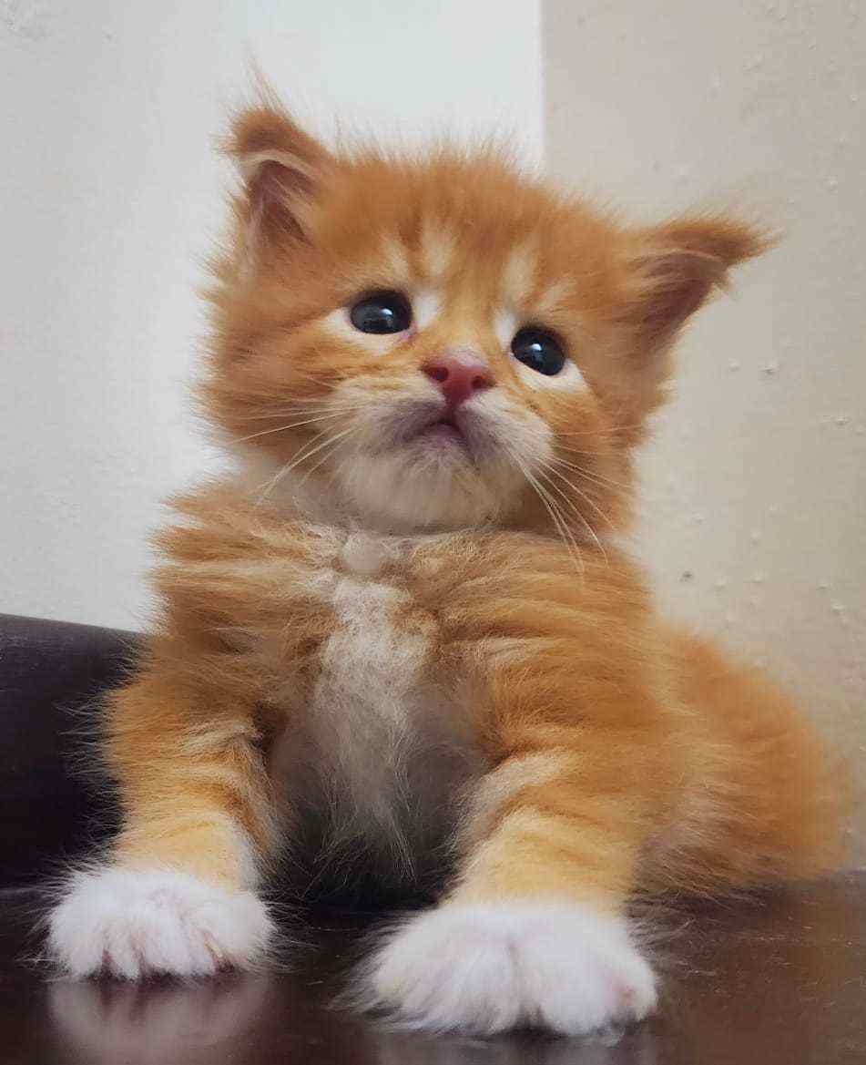 Maine Coon For Sale In Jaipur