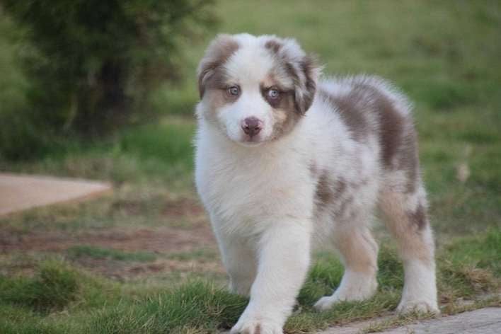 Australian Shepherd For Sale In Jaipur