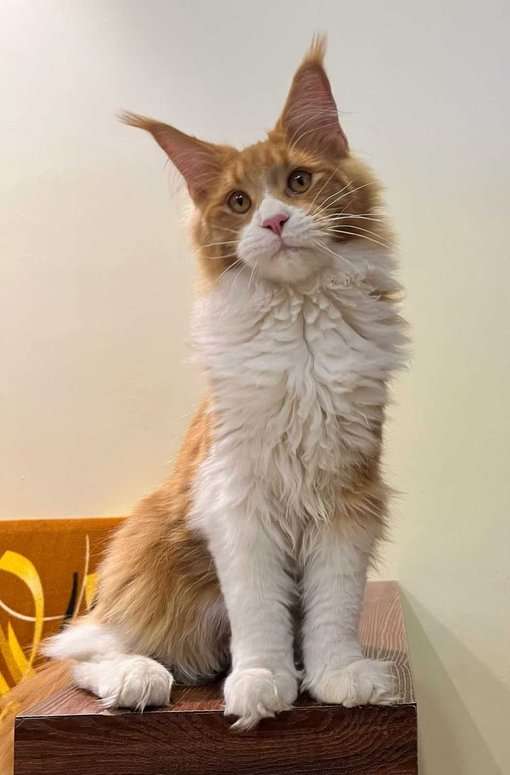 Maine Coon For Sale In Jaipur