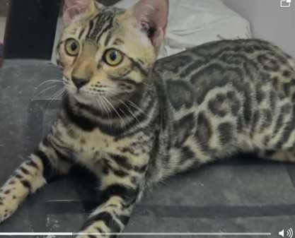 Bengal For Sale In Jaipur