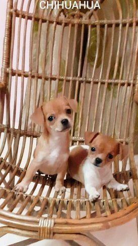 Chihuahua For Sale In Gurgaon