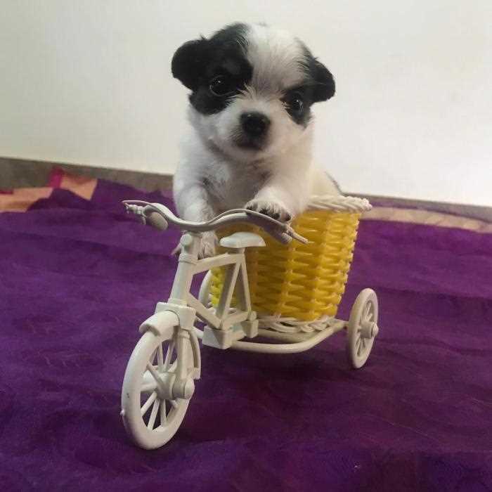 Chihuahua For Sale In Gurgaon