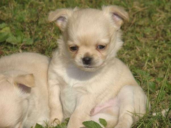 Chihuahua For Sale In Gurgaon