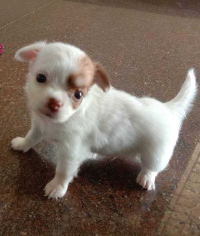 Chihuahua For Sale In Gurgaon
