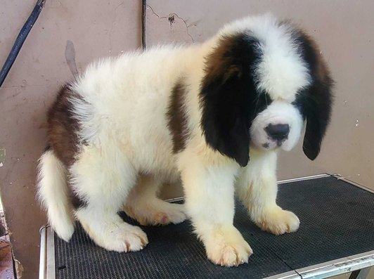Saint Bernard For Sale In Gurgaon