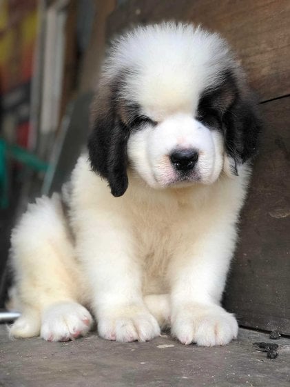 Saint Bernard For Sale In Gurgaon