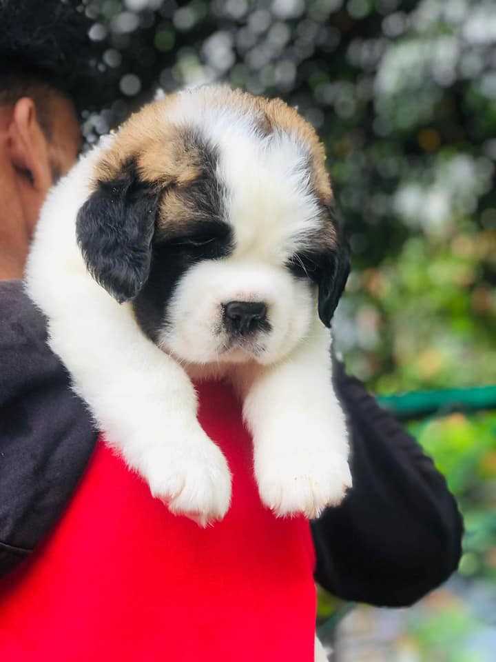 Saint Bernard For Sale In Gurgaon