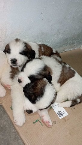 Saint Bernard For Sale In Gurgaon
