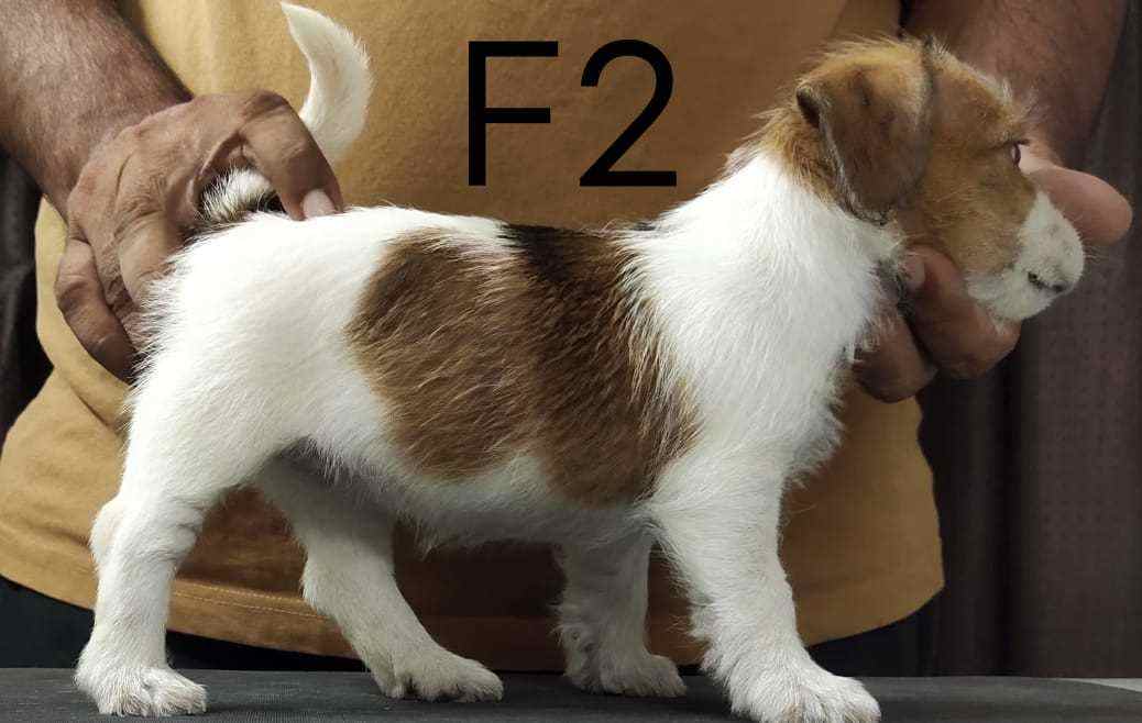 Jack Russell Terrier For Sale In Gurgaon