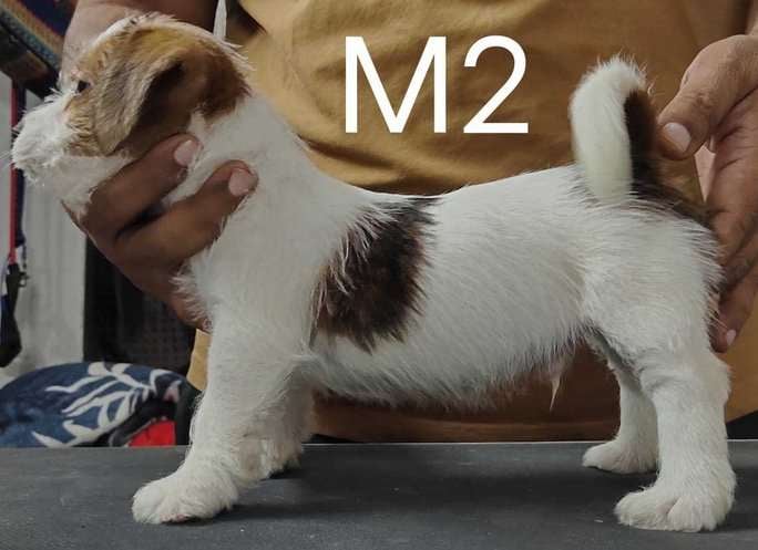 Jack Russell Terrier For Sale In Gurgaon