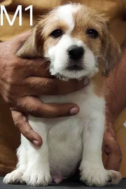 Jack Russell Terrier For Sale In Gurgaon