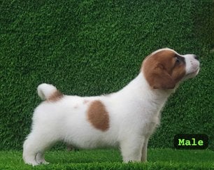 Jack Russell Terrier For Sale In Mumbai
