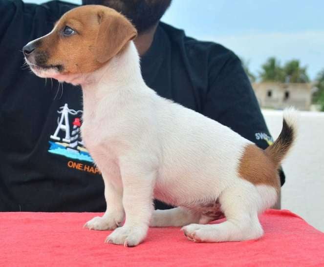 Jack Russell Terrier For Sale In Mumbai