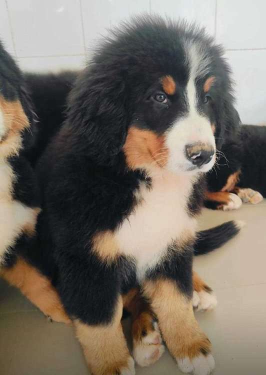 Bernese Mountain Dog For Sale In Jaipur