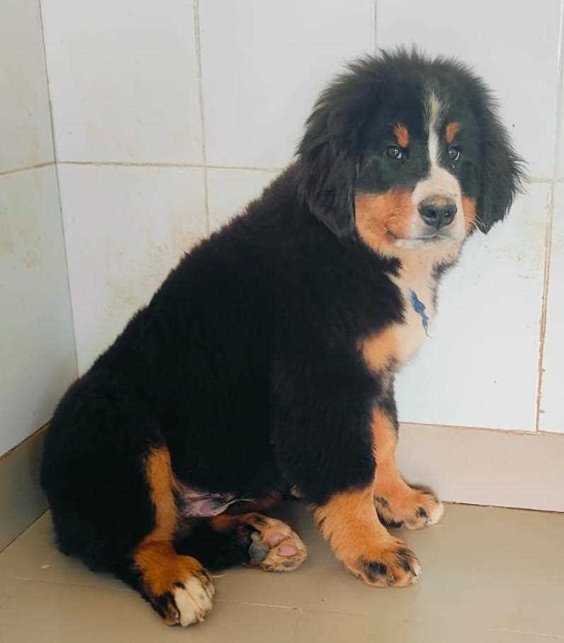 Bernese Mountain Dog For Sale In Pune