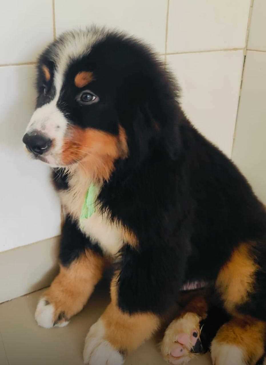 Bernese Mountain Dog For Sale In Hyderabad