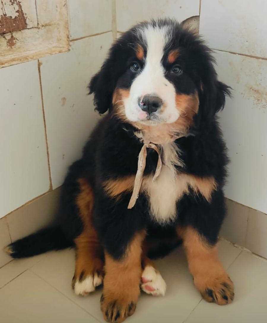 Bernese Mountain Dog For Sale In Ahmedabad