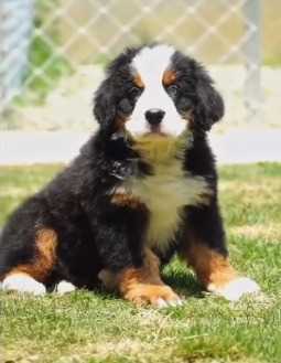 Bernese Mountain Dog For Sale In Gurgaon