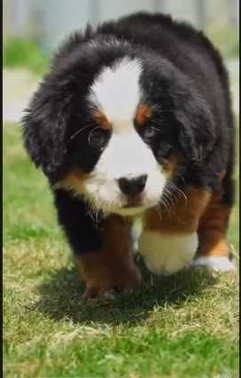Bernese Mountain Dog For Sale In Mumbai