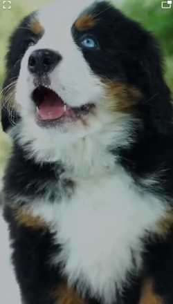 Bernese Mountain Dog For Sale In Kolkata