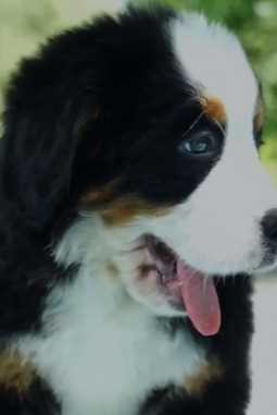 Bernese Mountain Dog For Sale In Coimbatore