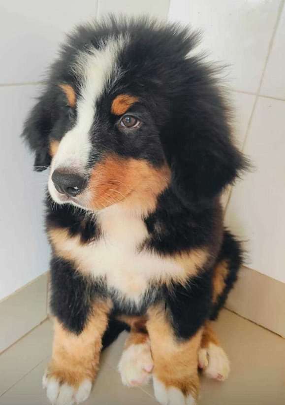 Bernese Mountain Dog For Sale In Bhopal