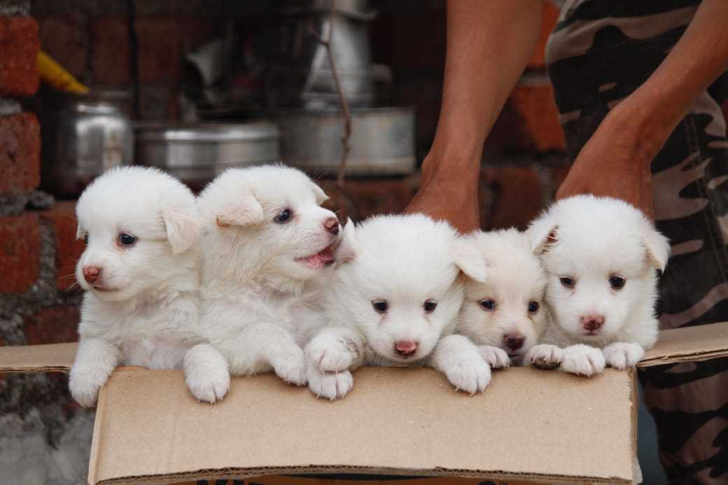 Pomeranian For Sale In Bangalore
