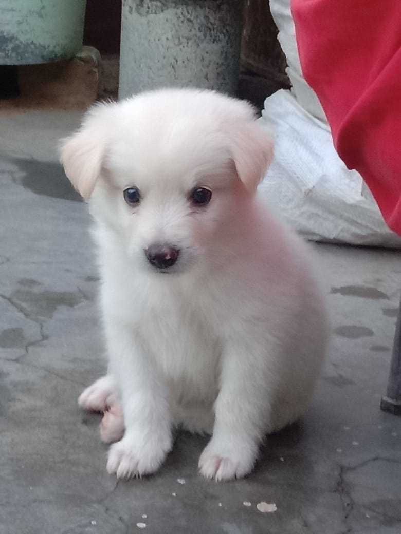 Pomeranian For Sale In Bangalore