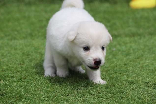 Pomeranian For Sale In Bangalore