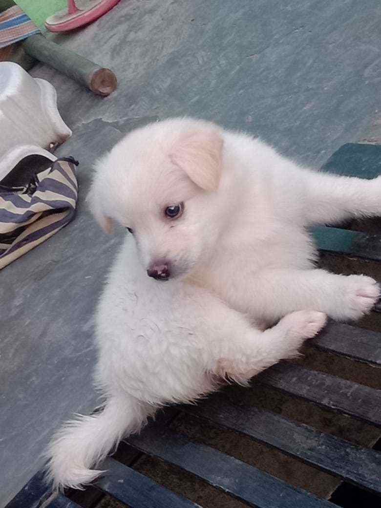 Pomeranian For Sale In Bangalore