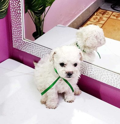 Maltese For Sale In Coimbatore