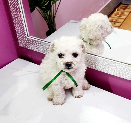 Maltese For Sale In Coimbatore