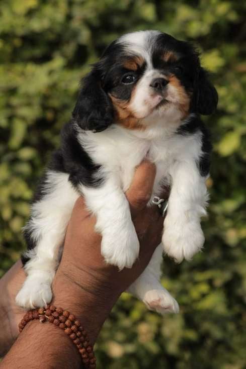 Cavalier King Charles Spaniel For Sale In Coimbatore
